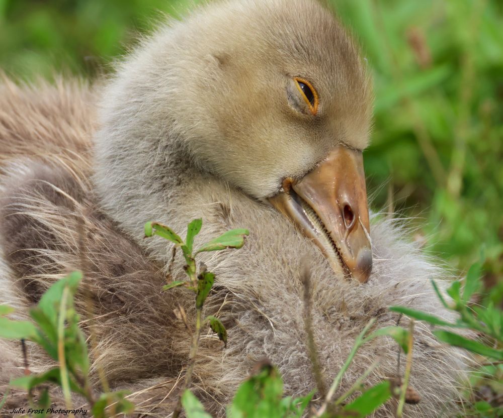 A young graylag goose, its bill resting on its chest and orange-rimmed eye closing, is ready for rest. 