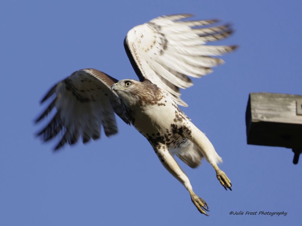 A red-tailed hawk has just left its perch to chase another hawk that has landed nearby. Its wings are arched slightly, legs and talons extended, and eyes focused on the intruder. 