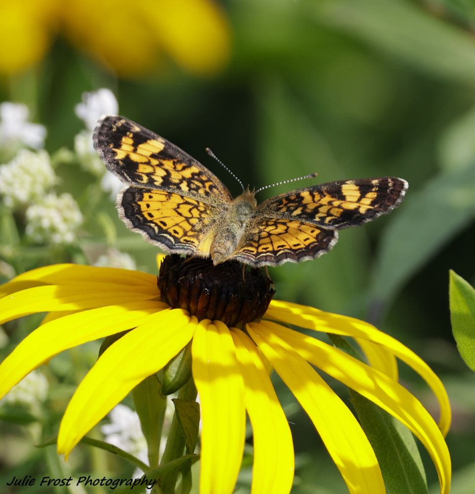 A pearl crescent butterfly on a yellow wildflower. 