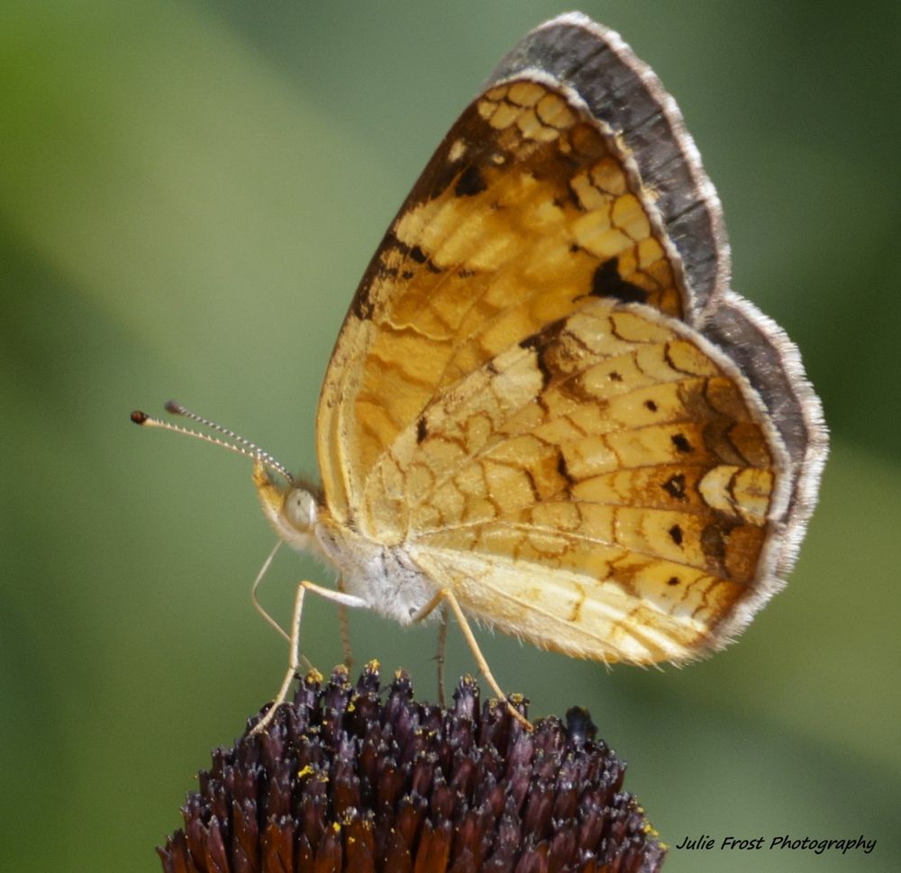 A close up of a pearl crescent butterfly on a flower. 