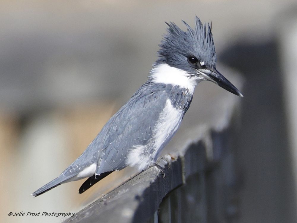 A belted kingfisher sits on a wooden railing. Moments after this image was taken a Cooper's hawk swopped in to give (unsuccessful) chase to the kingfisher. 