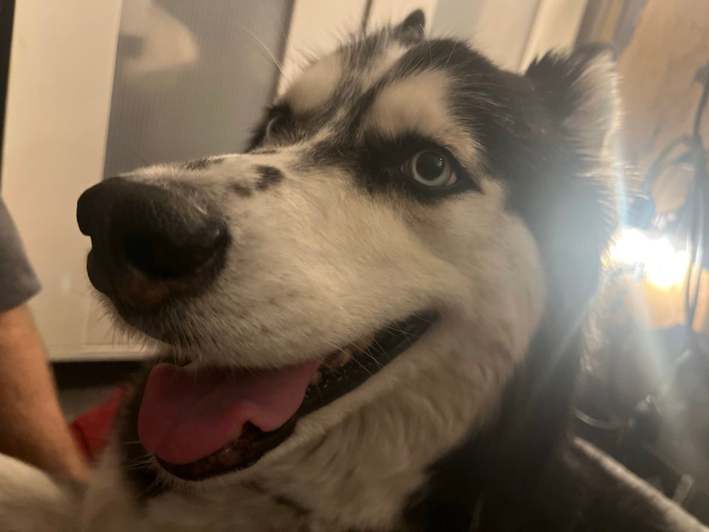 A husky face the left of the screen with for shortening in the photo with the big black nose having a dramatic proportion. Few patches of black speckle the muzzle that is mostly white. Her eyes star intently off screen. Mouth is partly agape with a crinkled tongue slightly hanging out. A beam of light protrudes from the dog’s left ear on the far right of the screen. The ears are partially pushed back and very pointed. [the dogs name is Tala]