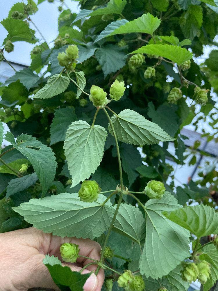 Hop cones starting to form 