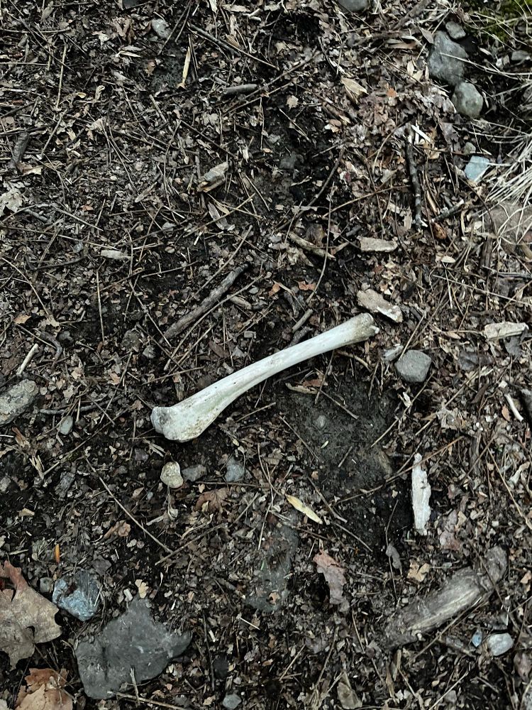 Bone found on trail. Likely from white tailed dear