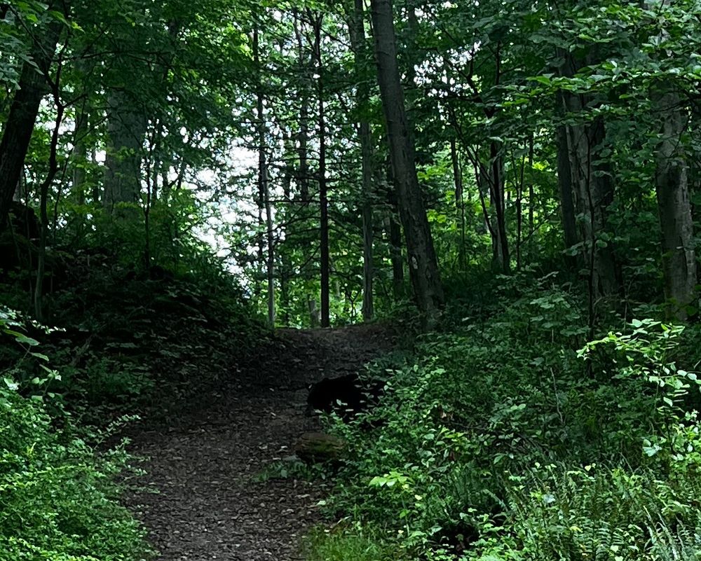 Black bear on trail run