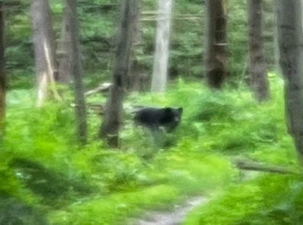 Black bear on trail run