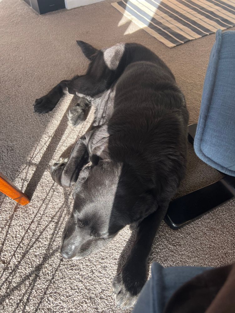 Photo our old black lab having an afternoon snooze in the sun