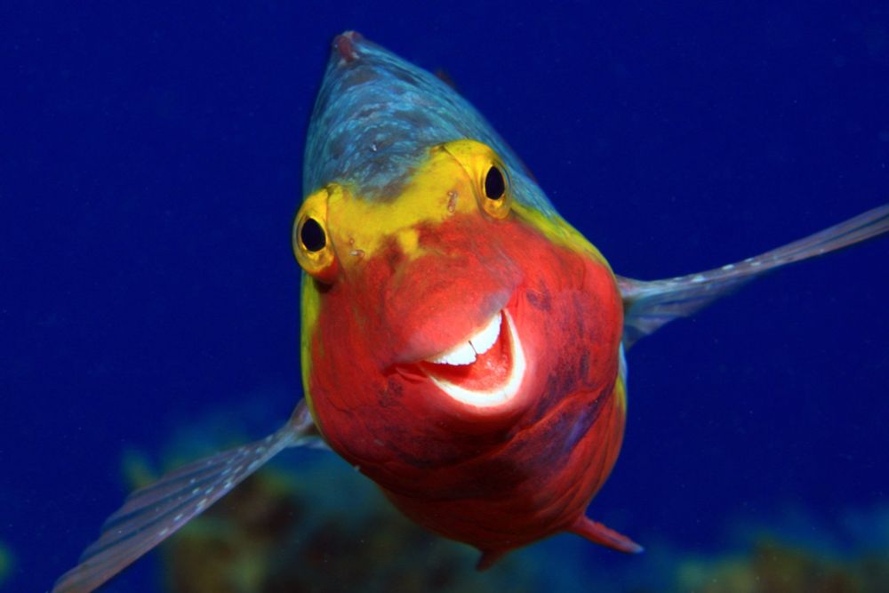 Red, yellow, blue fish with teeth that make it look like it's smiling.