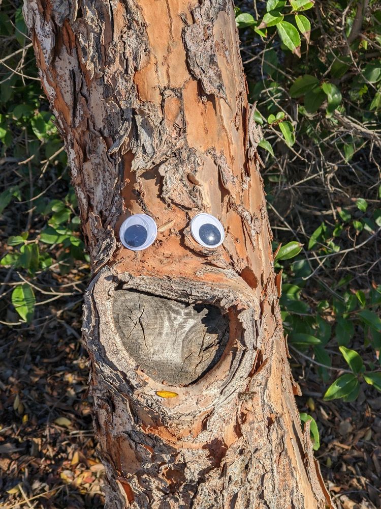 Tree with googly eyes and a branch scar that looks like a smile