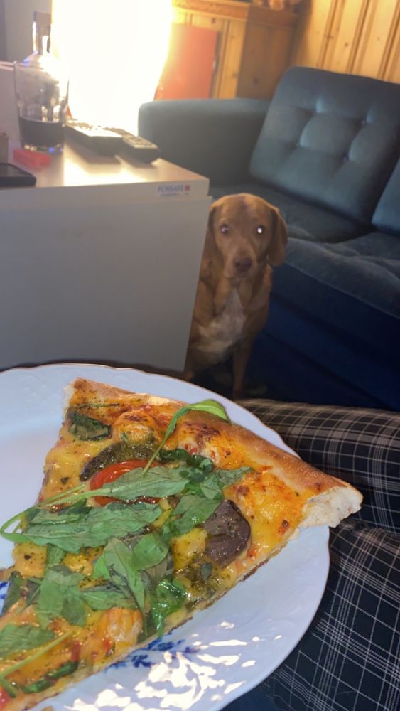 dog creeping up on pizza