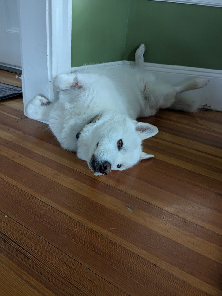 White husky laying on back with belly up against green living room wall. He's on hardwood floor.