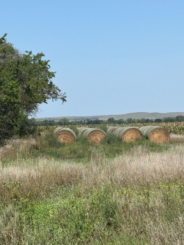 Round hay bales, in a field, bordered by tree row on left. 