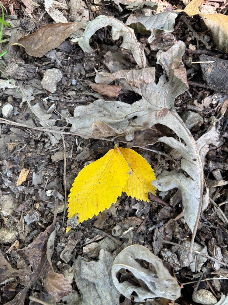 Bright yellow leaf, lying on forest ground. 