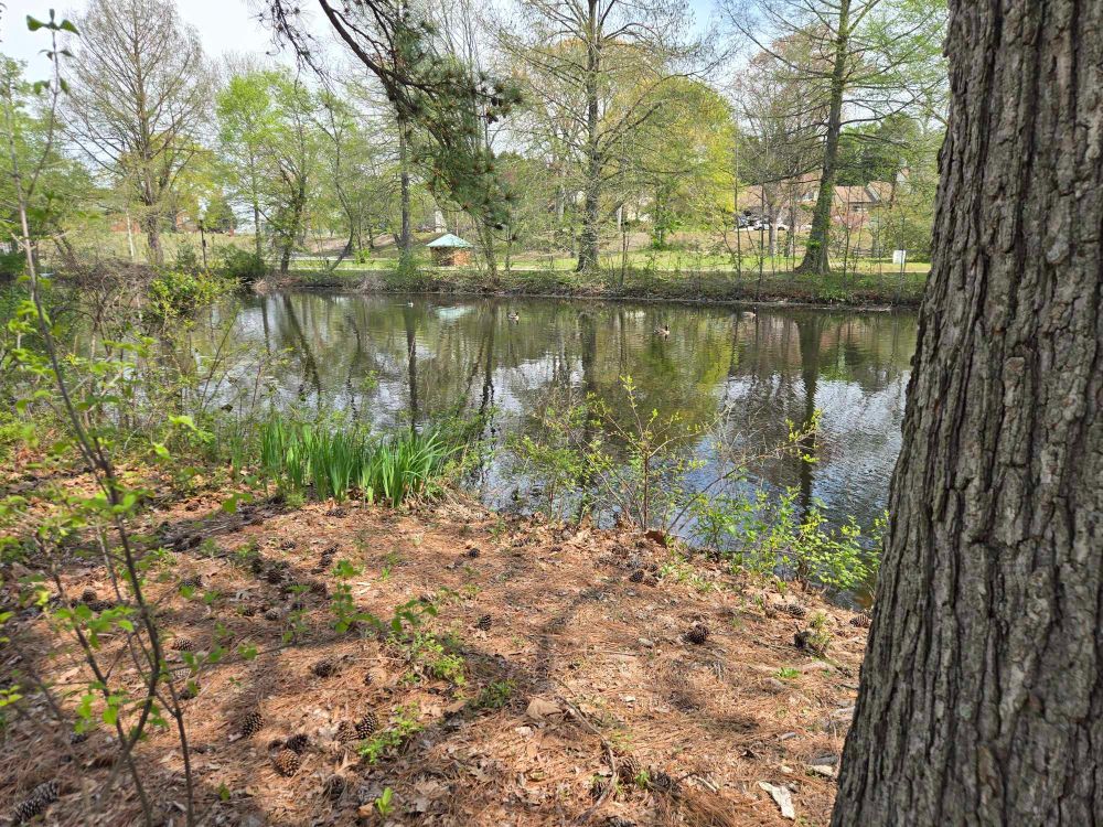 riverside park under pine trees