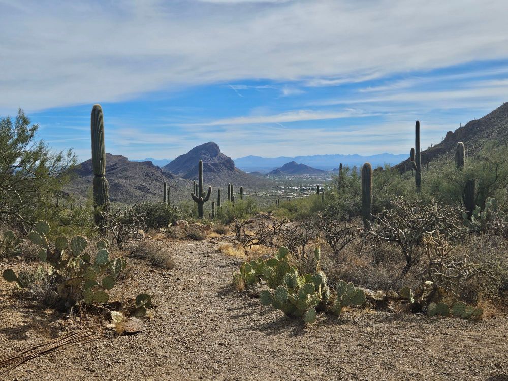Hiking trail with small mountains in the distance and various cacti in the foreground and middleground 