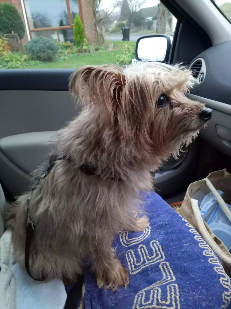 Mooch Yorkie a small light tan coloured Yorkshire Terrier cross sitting in the passenger seat of a car not looking at the camera.