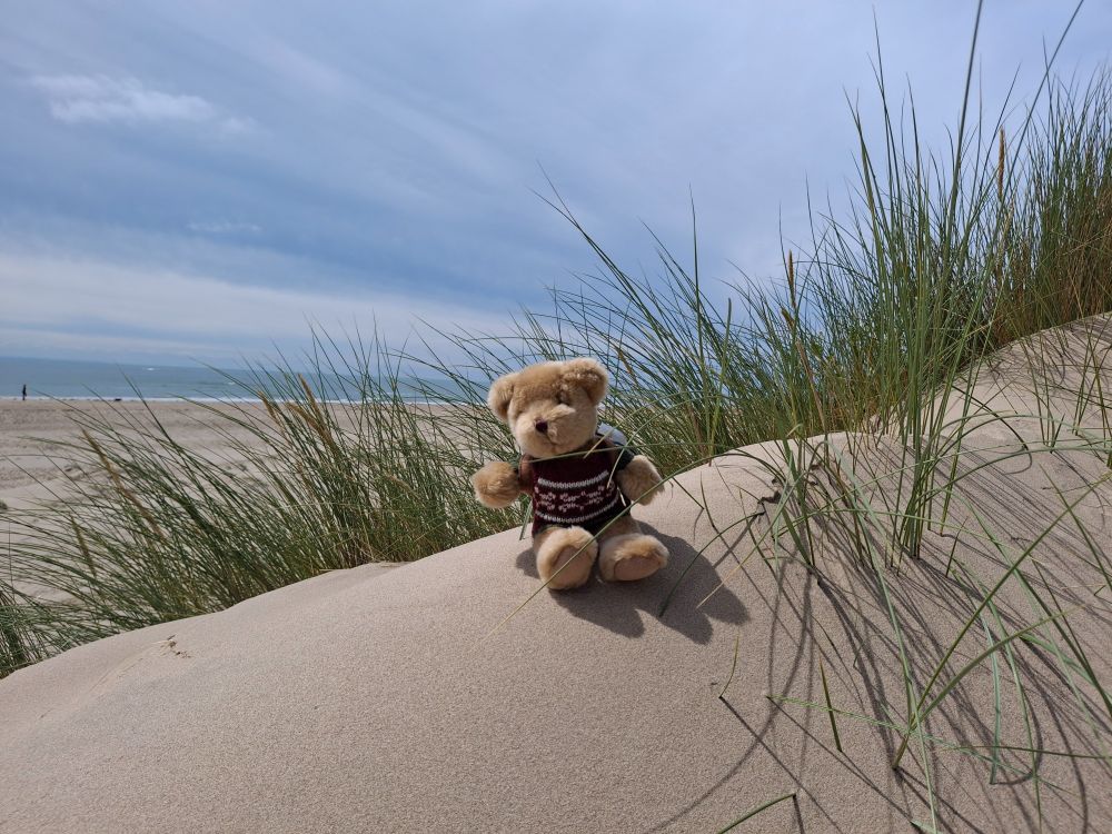 Noah bear sitting on a sand dune with some grasses around him and the sea in the background.
