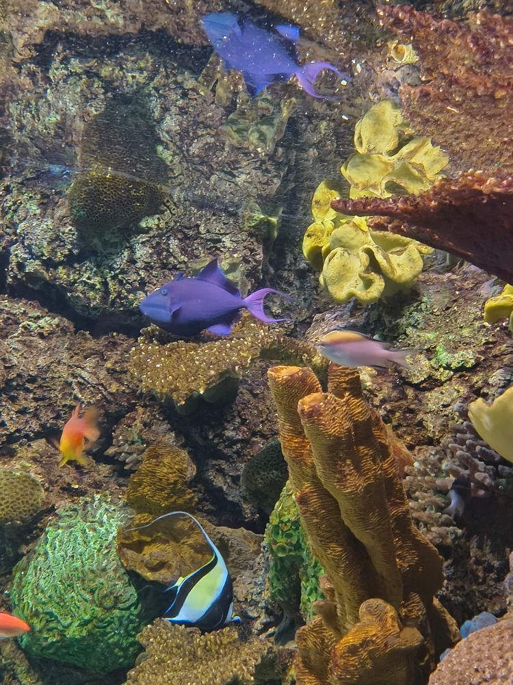 These gorgeous purple/blue scaled galaxy looking fish with Willem DaFish