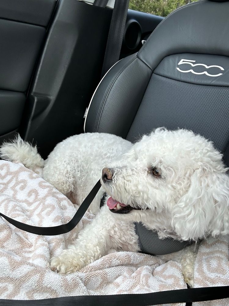 White dog sitting inside a car. 