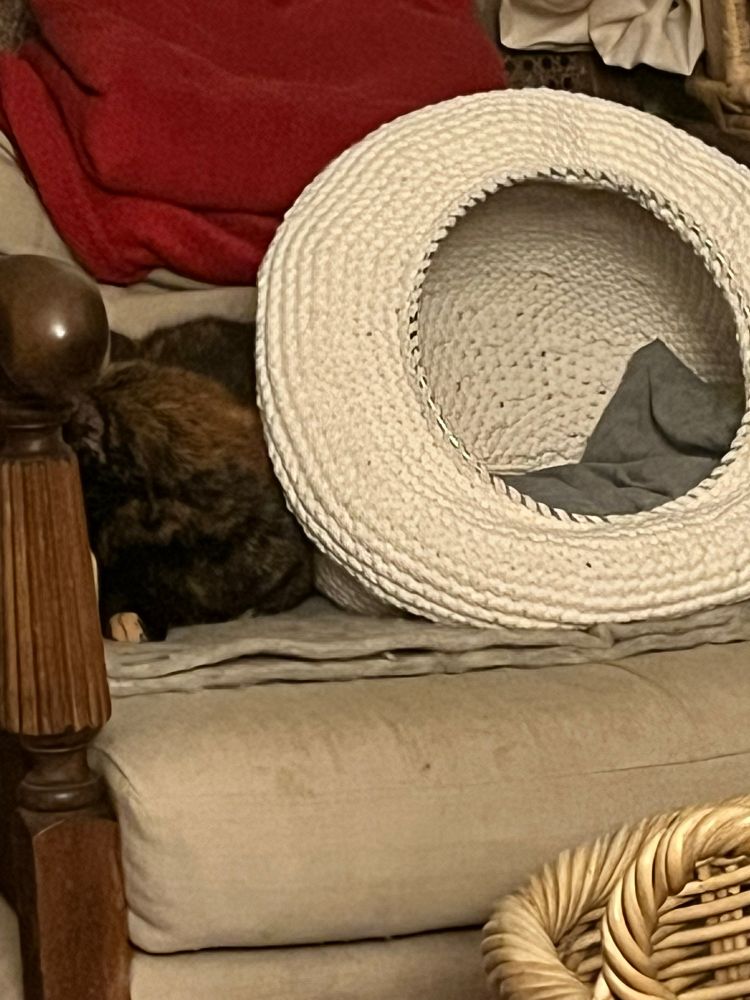 The verdict - a cute cat cave shaped like a slightly deflated puffer fish, with an ungrateful cat squeezed in beside it. 