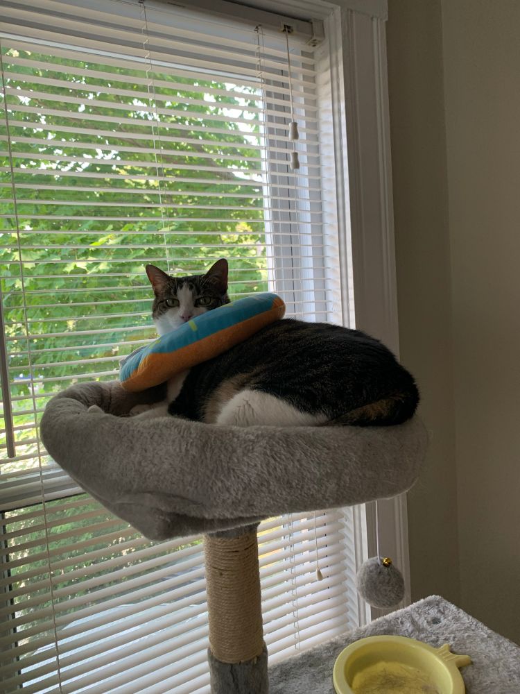 A photo of a cat lying atop a cat tree with a medicinal donut (cone) around her neck to keep from scratching. 