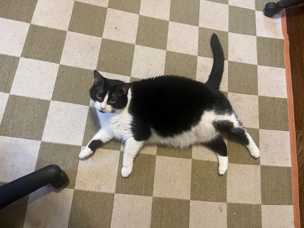 A tuxedo cat named Persimmon laying on the floor. She is very round