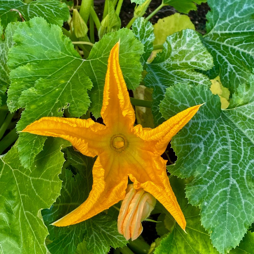 Picture of a luscious squash blossom I couldn't resist photographing.