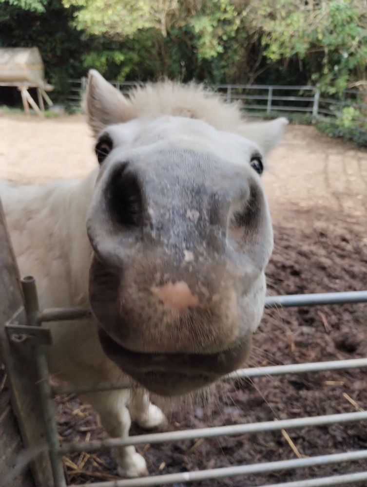 Shetty, welches mit seiner Nase ganz nah kommt um mich zu begrüßen