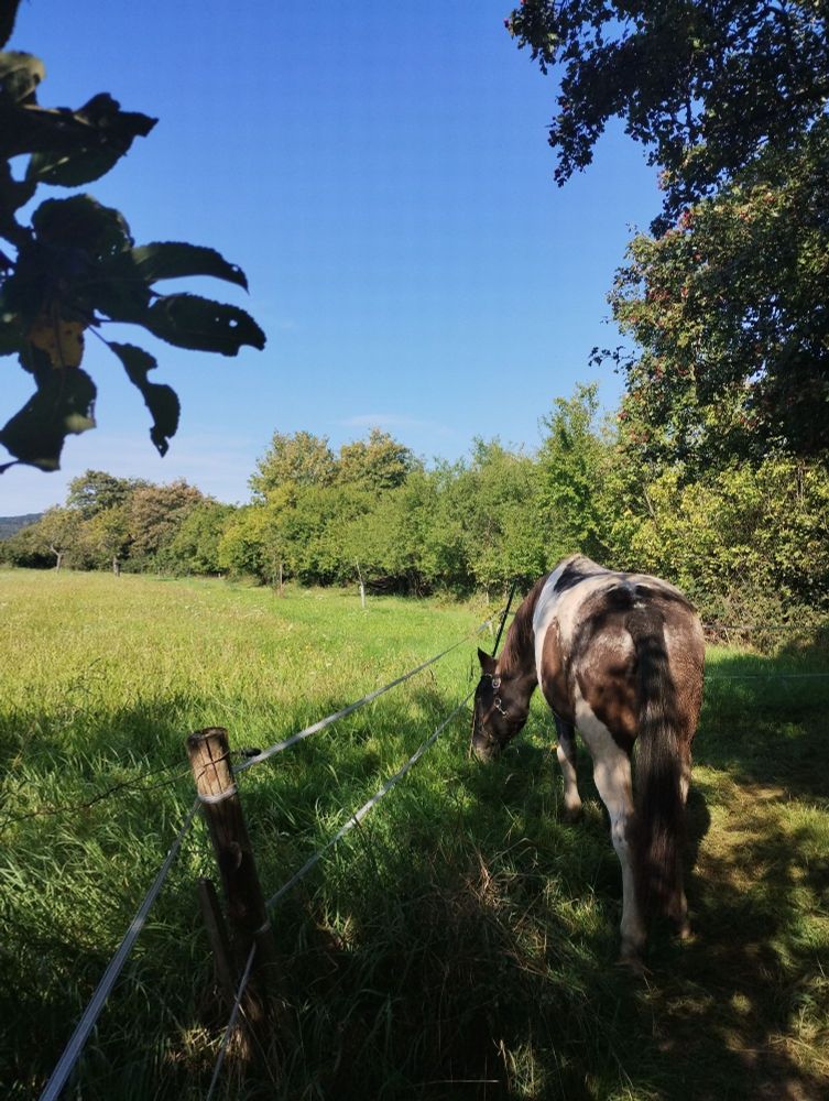 Grasendes Pony bei strahlend blauem Himmel