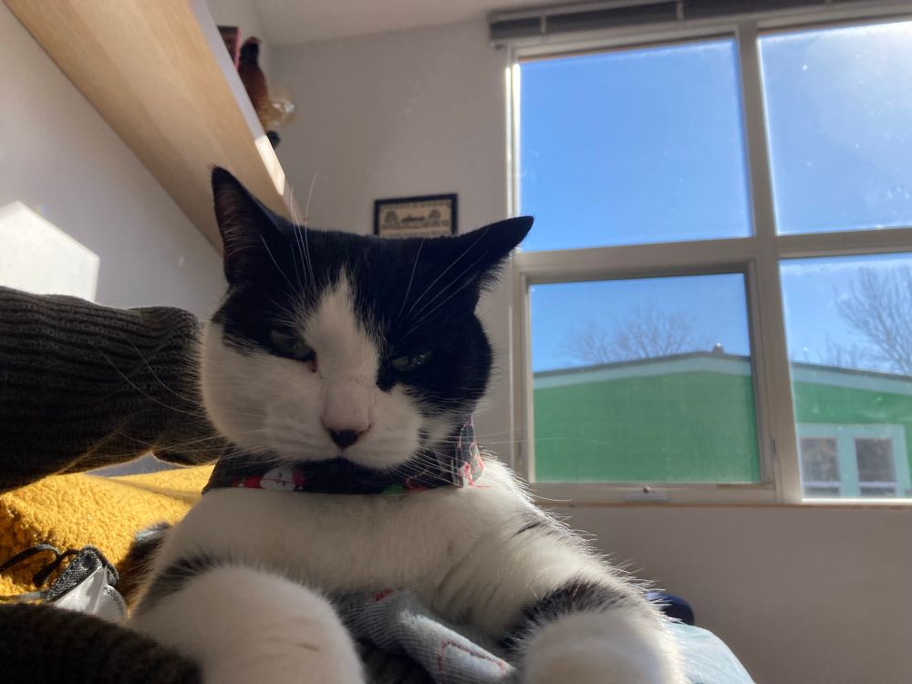 black and white cat, big window in background with green house and blue sky