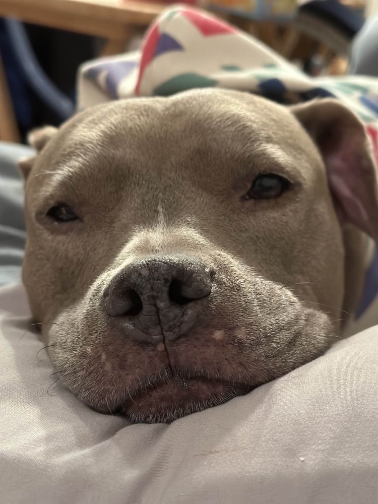 Head on photo of a pit bull lying on a pillow
