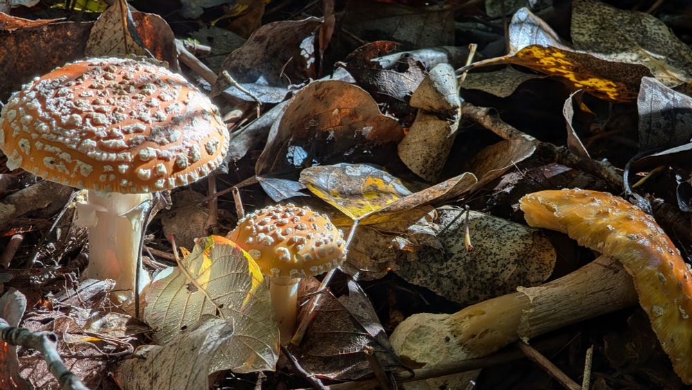 Faded Amanita muscaria in a woodland setting, surrounded by fallen leaves.