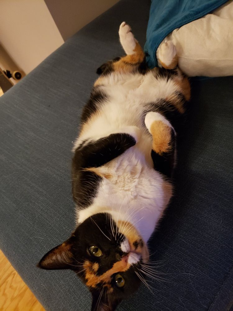 A calico cat lying on her back on a blue cushion.