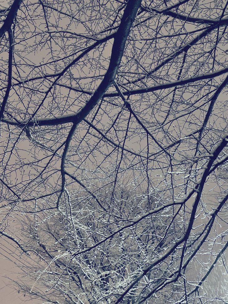 おおきく枝をひろげた樹をみあげて。うすく雪が積もり、つながる回路。