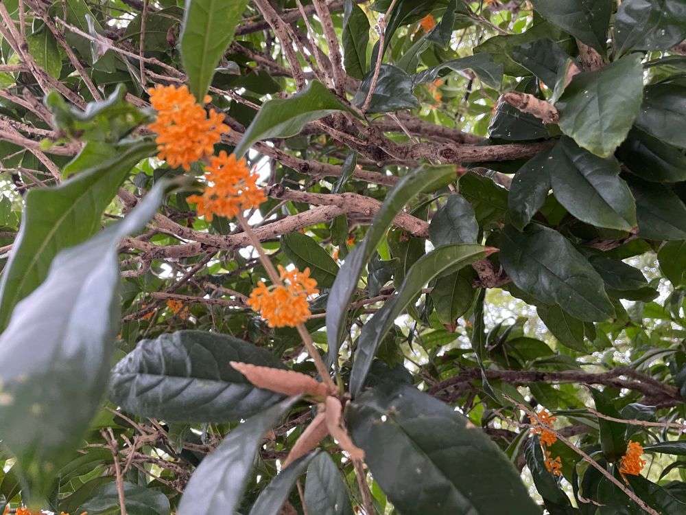 金木犀。橙黄色の小さな花が寄り添うように集まって咲いています。