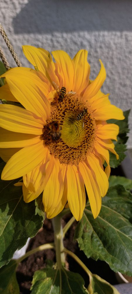 Blüte einer Sonnenblume mit einer dicken Biene und zwei Schwebfliegen