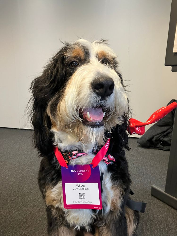 Wilbur, a large dog who is a Very Good Boy, wearing his NDC London attendee badge.