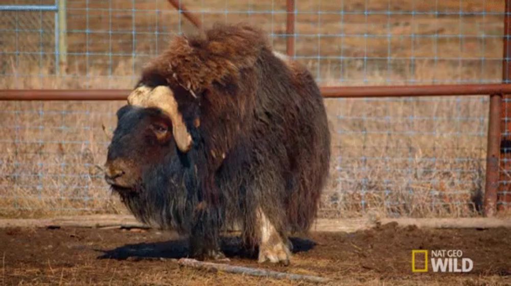 a sheep in a fenced in area with national geographic wild on the bottom