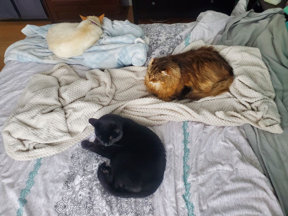Three cats on a bed: a white and orange cat at top left curled up facing away from the camera, a brown and white cat sitting loafed at the middle right, and a black cat curled up at centre bottom facing left. 
In other words, cuteness overload. 