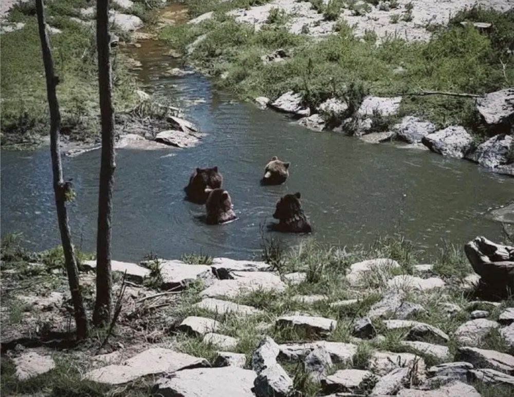 4 bear friends chillin in fresh water