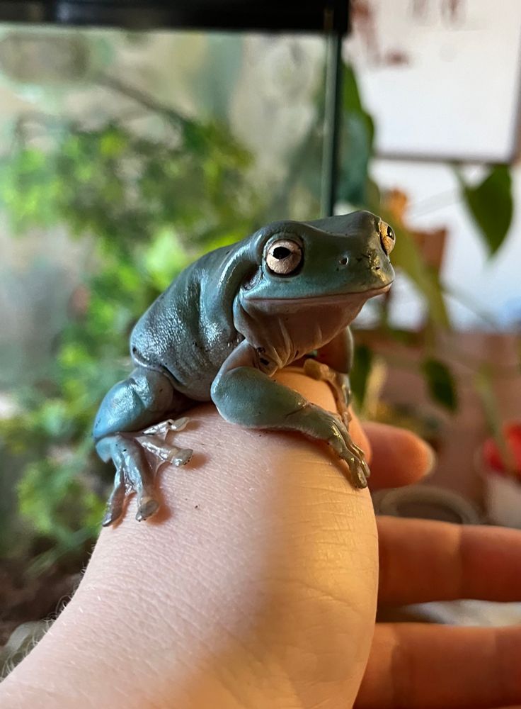A dark green tree frog resting calmly in my hand, looking slightly majestic.