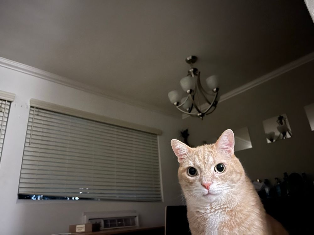 A cream colored tabby named Fox with giant alien eyeballs emerging from the darkness while gazing deeply into the distant void.
