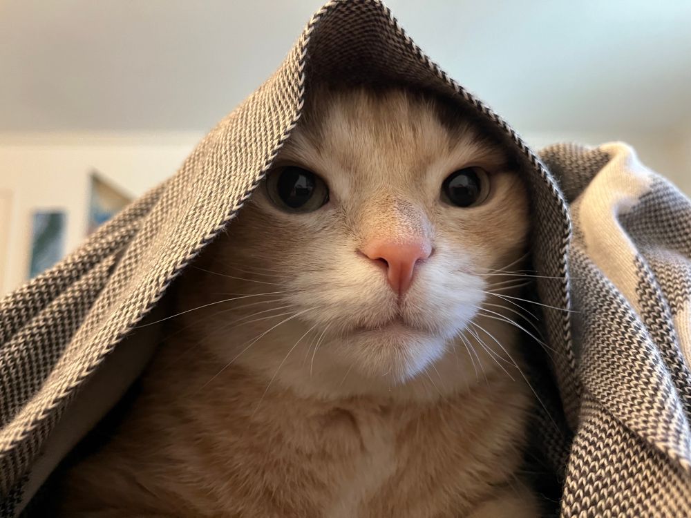 A cream colored tabby closeup. He has crawled under a blanket (which he now wears like a hood) in order to sit as close as possible to his human’s face for roughly thirty seconds before he scares himself and runs away. 