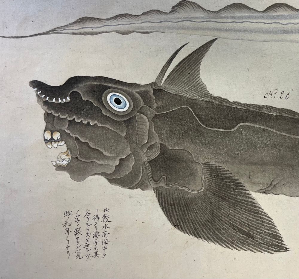 Early modern Japanese painting of an exceedingly ugly gray fish with a big blue bug eye and oddly human-like teeth. It appears to be throwing its head back and screaming in agony at the weight of existence on this earthy plane.