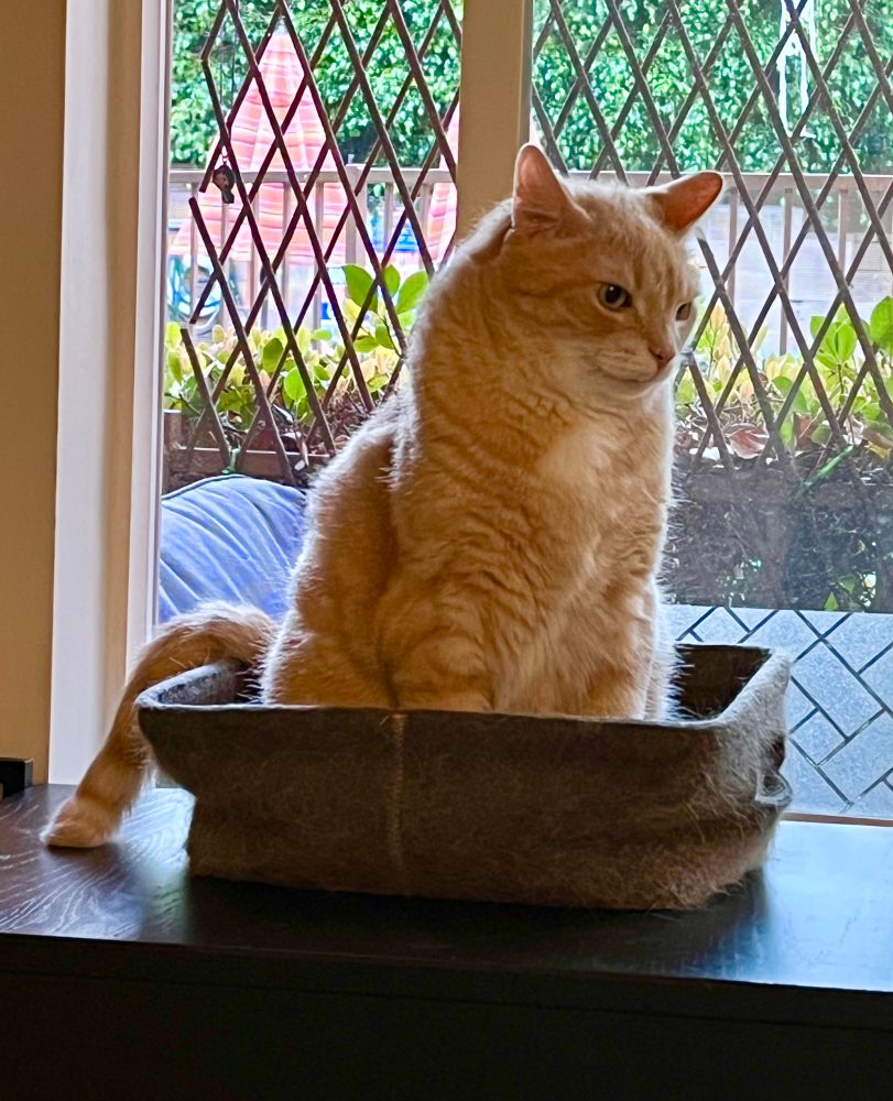 A cream colored tabby named Fox sits in a gray felt basket in a windowsill, gazing odd to the side. His lack of neck is in full view and his back appears profoundly lumpy for not apparent reason.