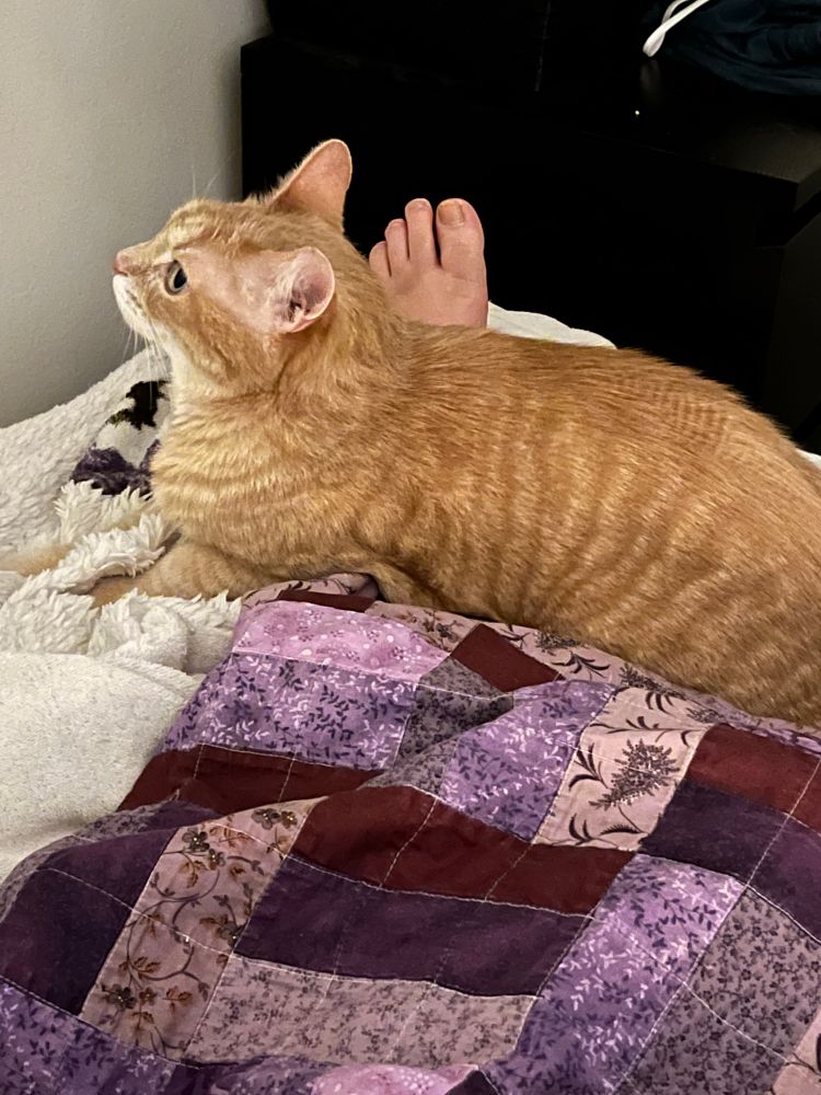 A cream colored tabby sitting on his human’s ankle, their foot poking out behind him, as he gazes up into the void.