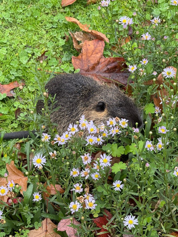 Large grey rodent snacking on leaves amongst small purple flowers. 