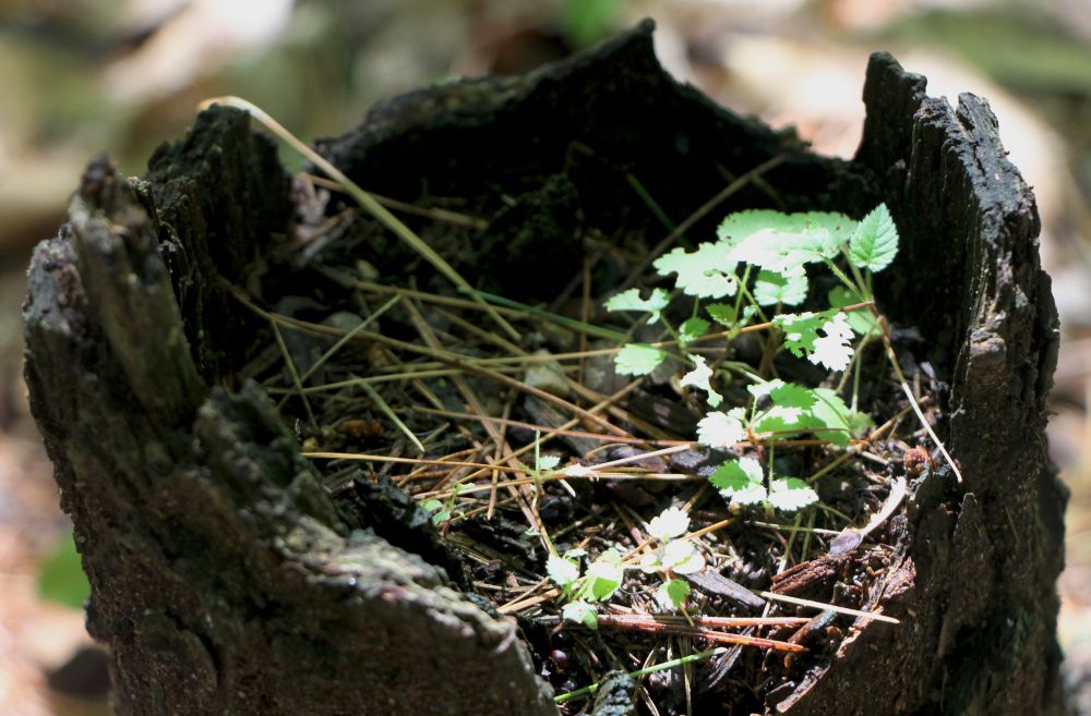 A stump in the forest with a loose assortment of grass and needles inside of it.