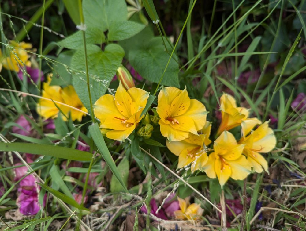 Cluster of yellow Peruvian lilies growing close to the ground