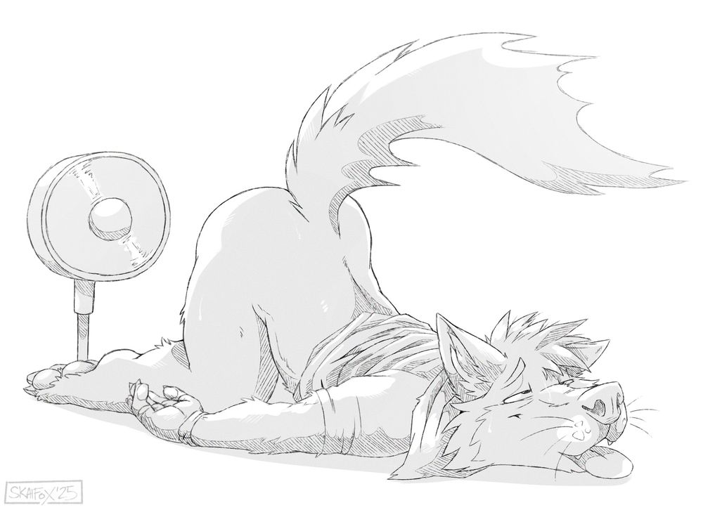 Cail, a coyote, coping with the heat by laying down and aiming a fat at his butt/genitals.